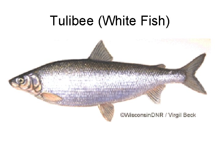Tulibee (White Fish) 