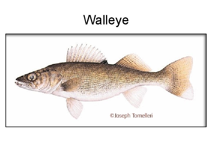 Walleye 