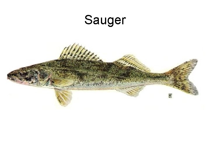 Sauger 