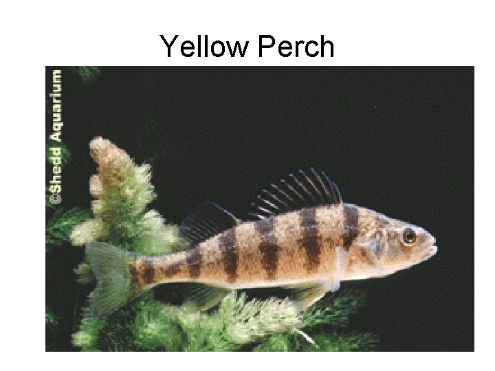 Yellow Perch 