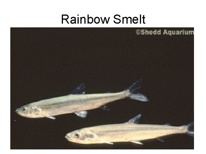 Rainbow Smelt 