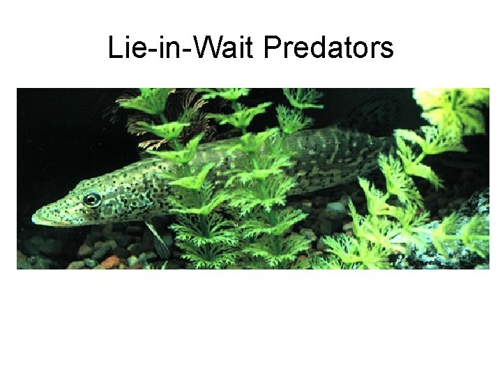 Lie-in-Wait Predators 