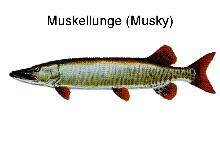 Muskellunge (Musky) 