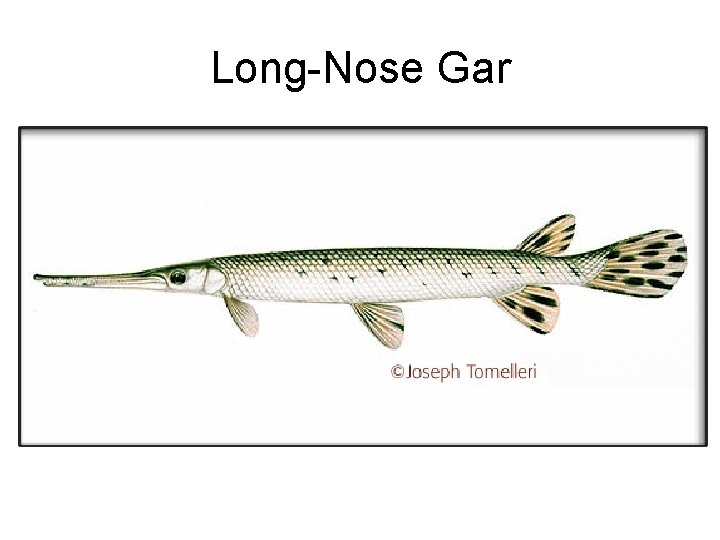 Long-Nose Gar 