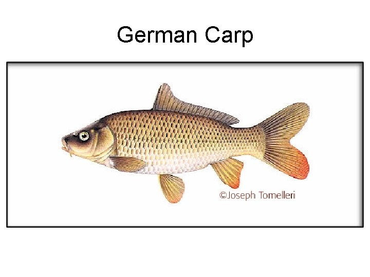 German Carp 