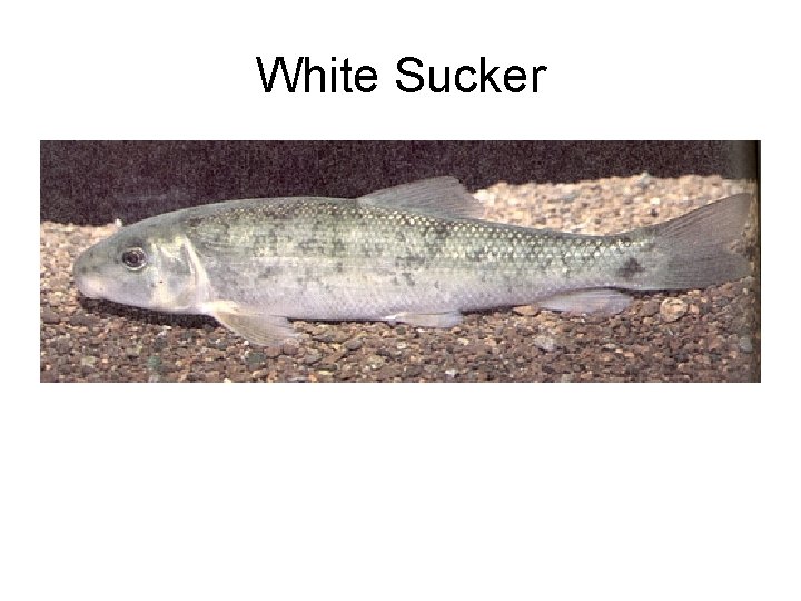 White Sucker 