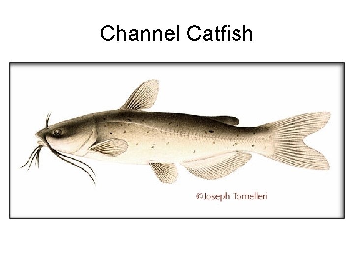 Channel Catfish 