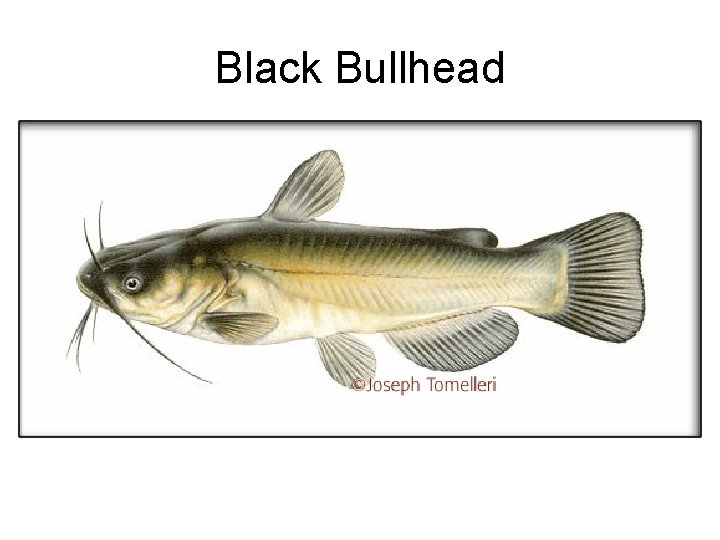 Black Bullhead 