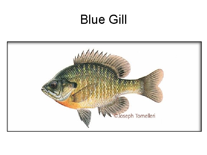 Blue Gill 