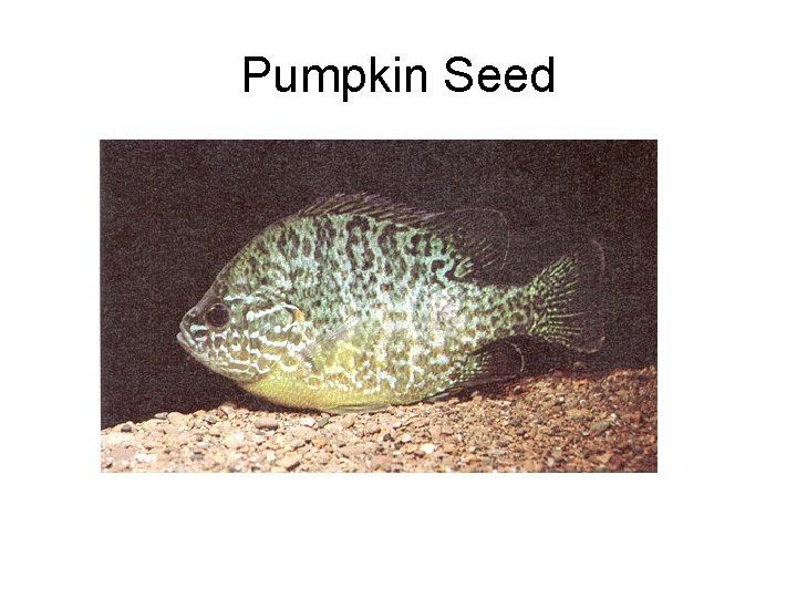 Pumpkin Seed 