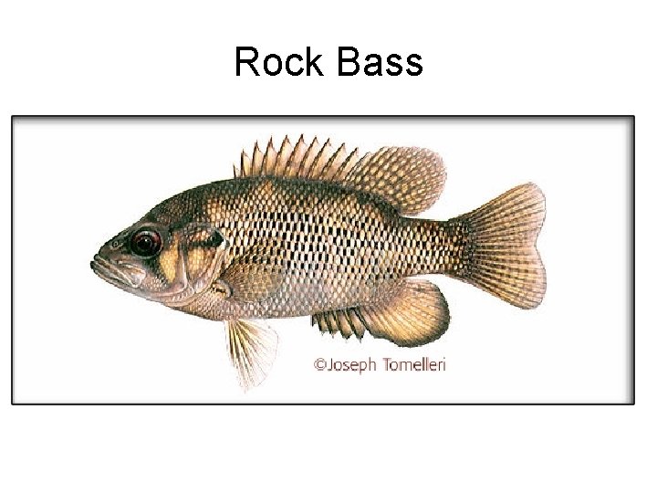 Rock Bass 