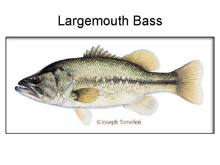 Largemouth Bass 