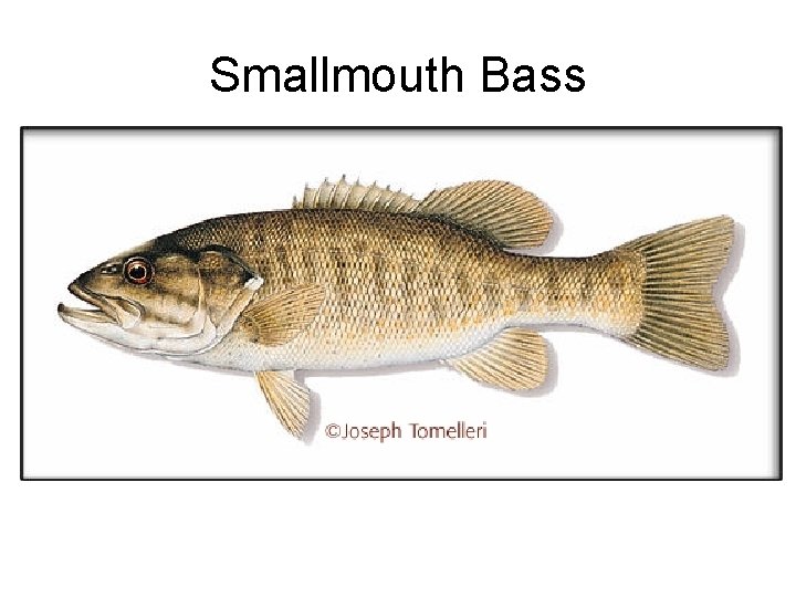 Smallmouth Bass 