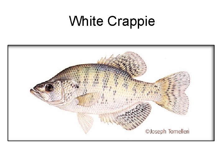 White Crappie 