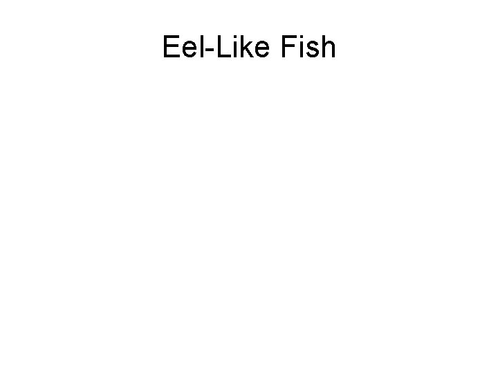 Eel-Like Fish 