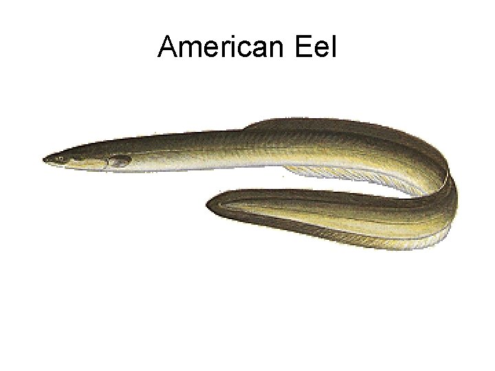 American Eel 