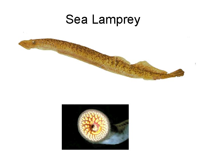 Sea Lamprey 