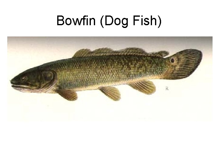 Bowfin (Dog Fish) 