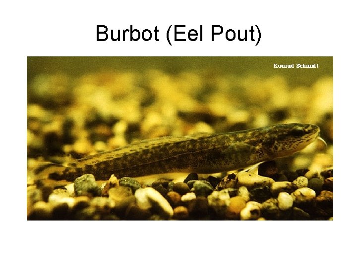 Burbot (Eel Pout) 