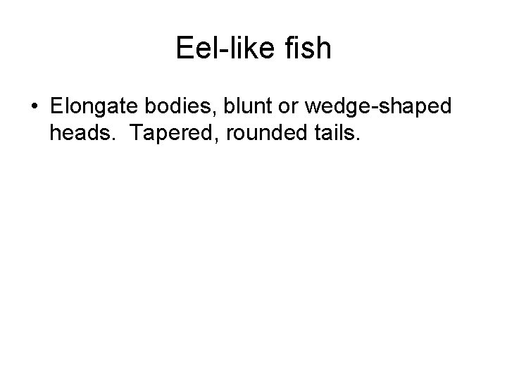 Eel-like fish • Elongate bodies, blunt or wedge-shaped heads. Tapered, rounded tails. 
