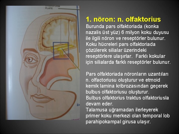 1. nöron: n. olfaktorius Burunda pars olfaktoriada (konka nazalis üst yüz) 6 milyon koku