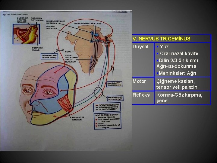 V. NERVUS TRİGEMİNUS Duysal § Yüz § Oral-nazal kavite §Dilin 2/3 ön kısmı: Ağrı-ısı-dokunma V. NERVUS TRİGEMİNUS Duysal § Yüz § Oral-nazal kavite §Dilin 2/3 ön kısmı: Ağrı-ısı-dokunma