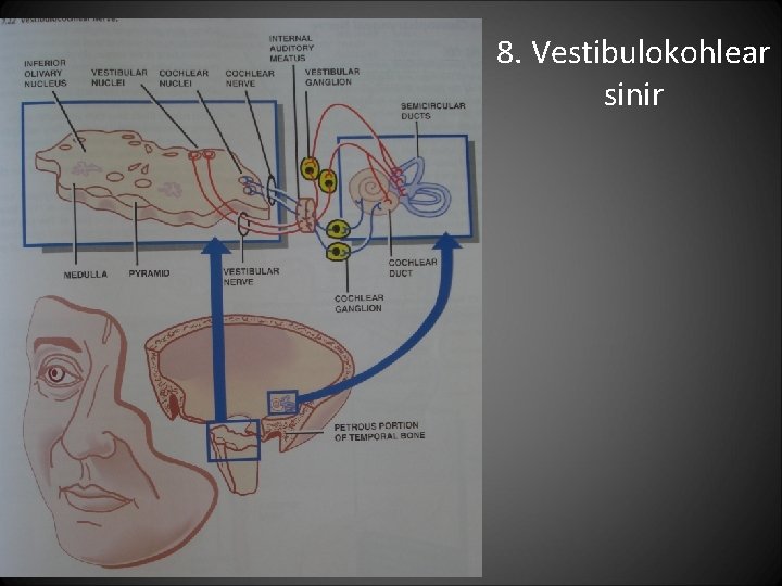 8. Vestibulokohlear sinir 8. Vestibulokohlear sinir