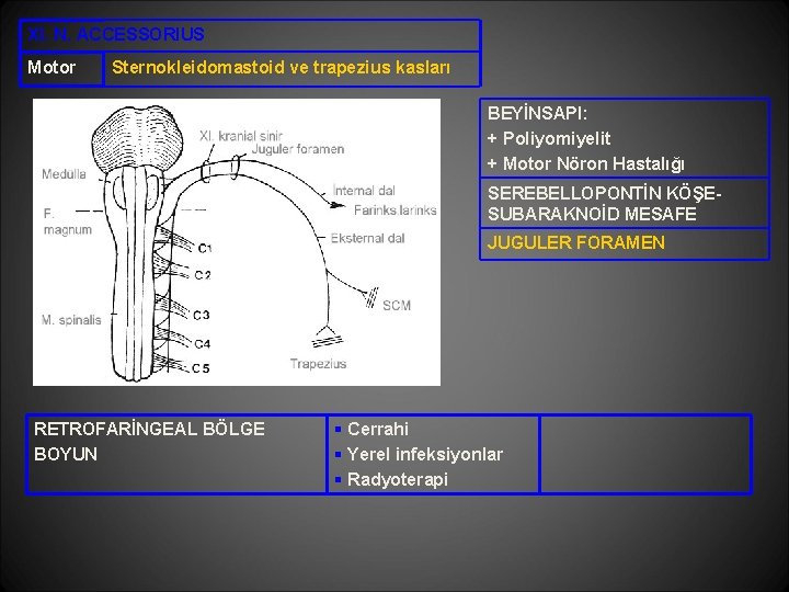 XI. N. ACCESSORIUS Motor Sternokleidomastoid ve trapezius kasları BEYİNSAPI: + Poliyomiyelit + Motor Nöron