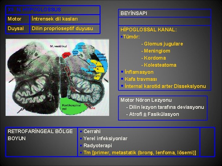 XII. N. HYPOGLOSSUS BEYİNSAPI Motor İntrensek dil kasları Duysal Dilin proprioseptif duyusu HİPOGLOSSAL KANAL: