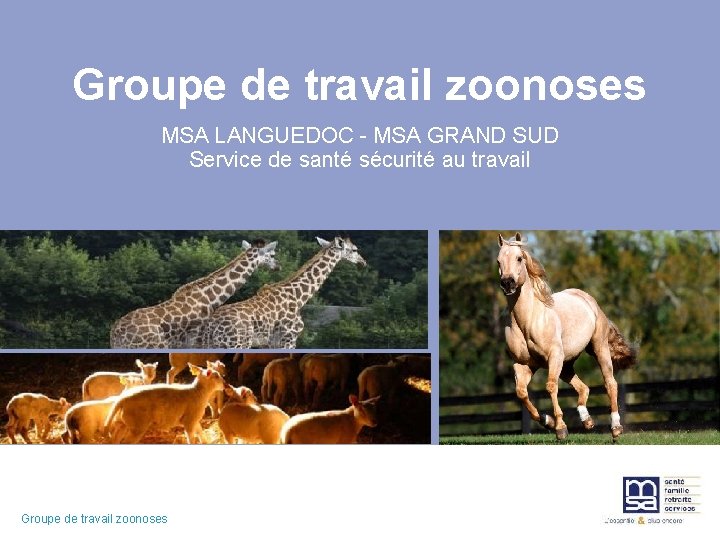 Groupe de travail zoonoses MSA LANGUEDOC - MSA GRAND SUD Service de santé sécurité