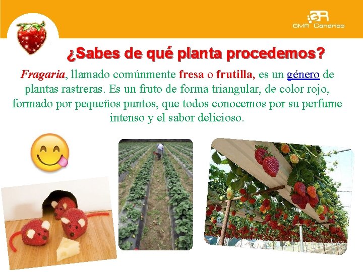 ¿Sabes de qué planta procedemos? Fragaria, llamado comúnmente fresa o frutilla, es un género