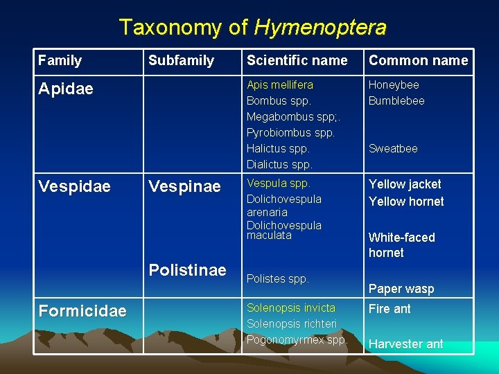 Taxonomy of Hymenoptera Family Subfamily Apidae Vespinae Polistinae Formicidae Scientific name Common name Apis Taxonomy of Hymenoptera Family Subfamily Apidae Vespinae Polistinae Formicidae Scientific name Common name Apis
