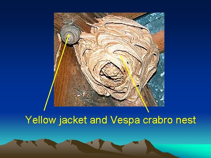 Yellow jacket and Vespa crabro nest Yellow jacket and Vespa crabro nest