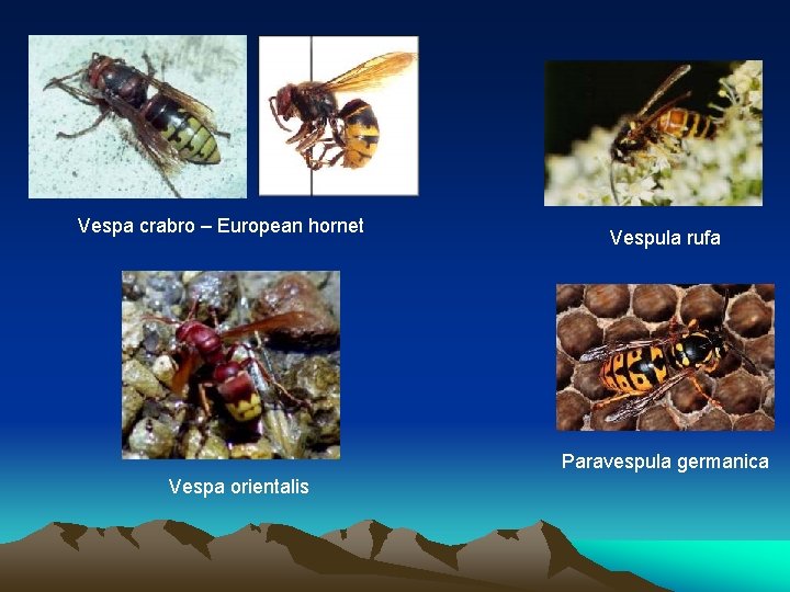 Vespa crabro – European hornet Vespula rufa Paravespula germanica Vespa orientalis Vespa crabro – European hornet Vespula rufa Paravespula germanica Vespa orientalis