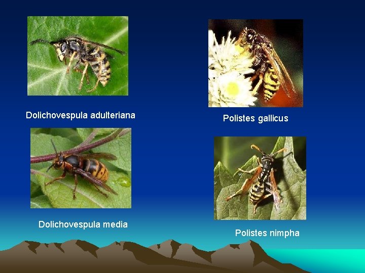 Dolichovespula adulteriana Dolichovespula media Polistes gallicus Polistes nimpha Dolichovespula adulteriana Dolichovespula media Polistes gallicus Polistes nimpha
