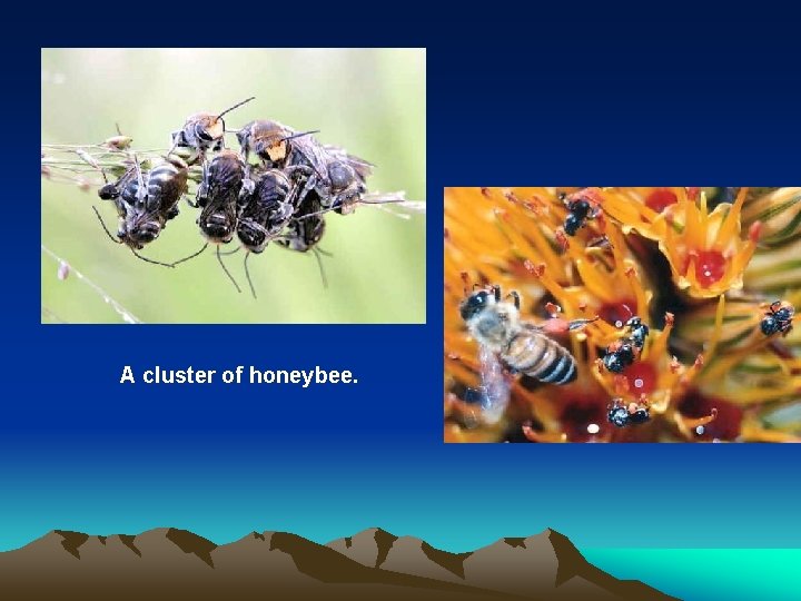 A cluster of honeybee. A cluster of honeybee.