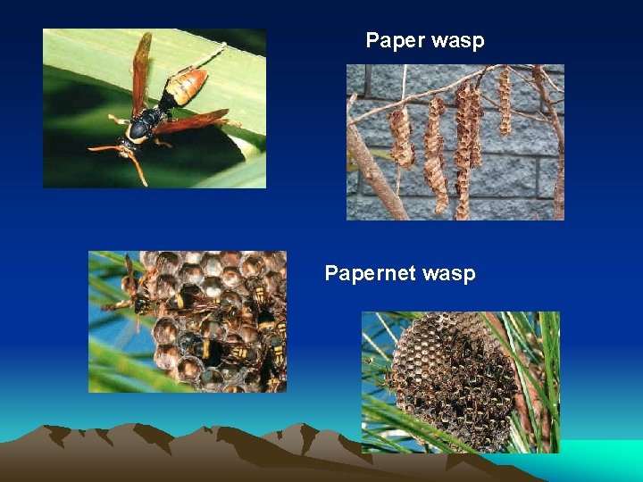 Paper wasp Papernet wasp Paper wasp Papernet wasp