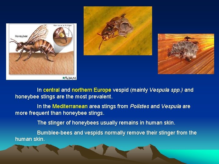 In central and northern Europe vespid (mainly Vespula spp. ) and honeybee stings are In central and northern Europe vespid (mainly Vespula spp. ) and honeybee stings are