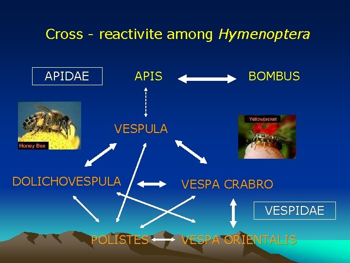 Cross - reactivite among Hymenoptera APIDAE APIS BOMBUS VESPULA DOLICHOVESPULA VESPA CRABRO VESPIDAE POLISTES Cross - reactivite among Hymenoptera APIDAE APIS BOMBUS VESPULA DOLICHOVESPULA VESPA CRABRO VESPIDAE POLISTES