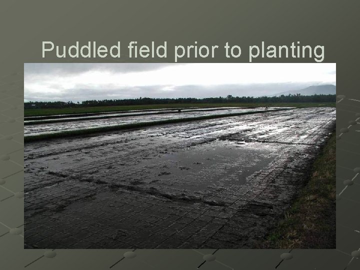 Puddled field prior to planting 