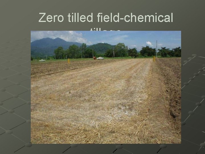 Zero tilled field-chemical tillage 