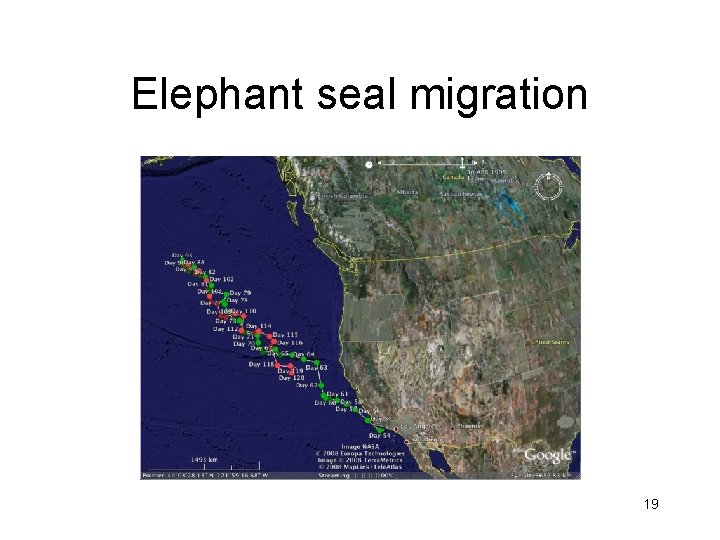 Elephant seal migration 19 Elephant seal migration 19