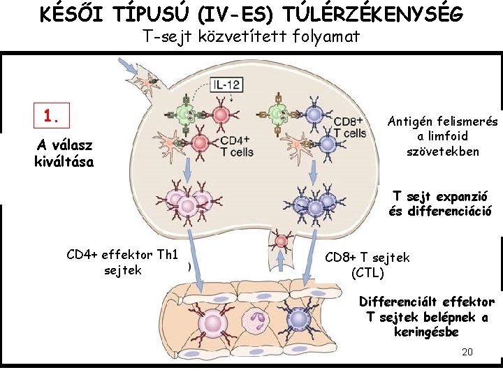 KÉSŐI TÍPUSÚ (IV-ES) TÚLÉRZÉKENYSÉG T-sejt közvetített folyamat 1. A válasz kiváltása Antigén felismerés a
