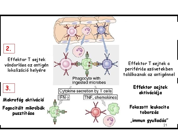 2. Effektor T sejtek vándorlása az antigén lokalizáció helyére 3. Effektor T sejtek a