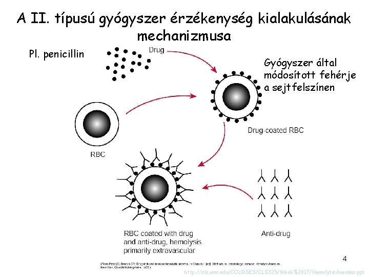 A II. típusú gyógyszer érzékenység kialakulásának mechanizmusa Pl. penicillin Gyógyszer által módosított fehérje a