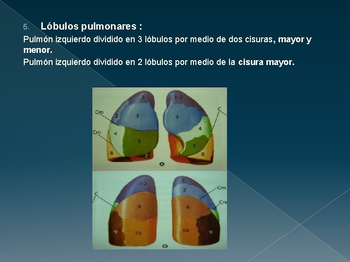 5. Lóbulos pulmonares : Pulmón izquierdo dividido en 3 lóbulos por medio de dos