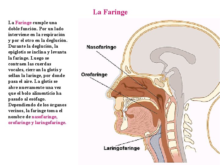 La Faringe cumple una doble función. Por un lado interviene en la respiración y