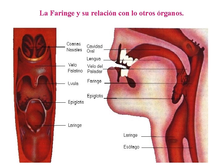 La Faringe y su relación con lo otros órganos. 