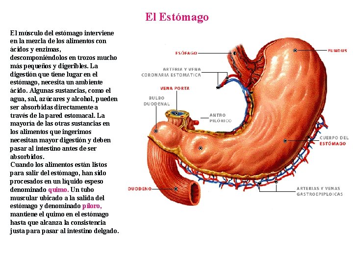 El Estómago El músculo del estómago interviene en la mezcla de los alimentos con