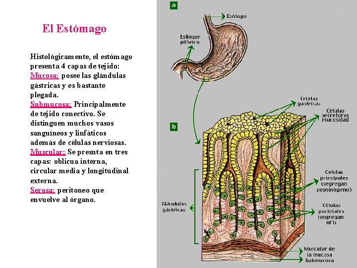 El Estómago Histológicamente, el estómago presenta 4 capas de tejido: Mucosa: posee las glándulas